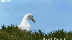 Альбатрос - птах створений swar